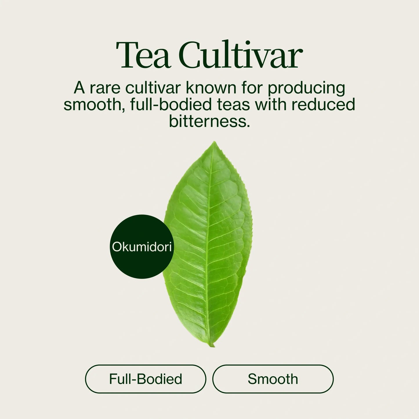 Zeremonieller Washimine-Matcha-Tee