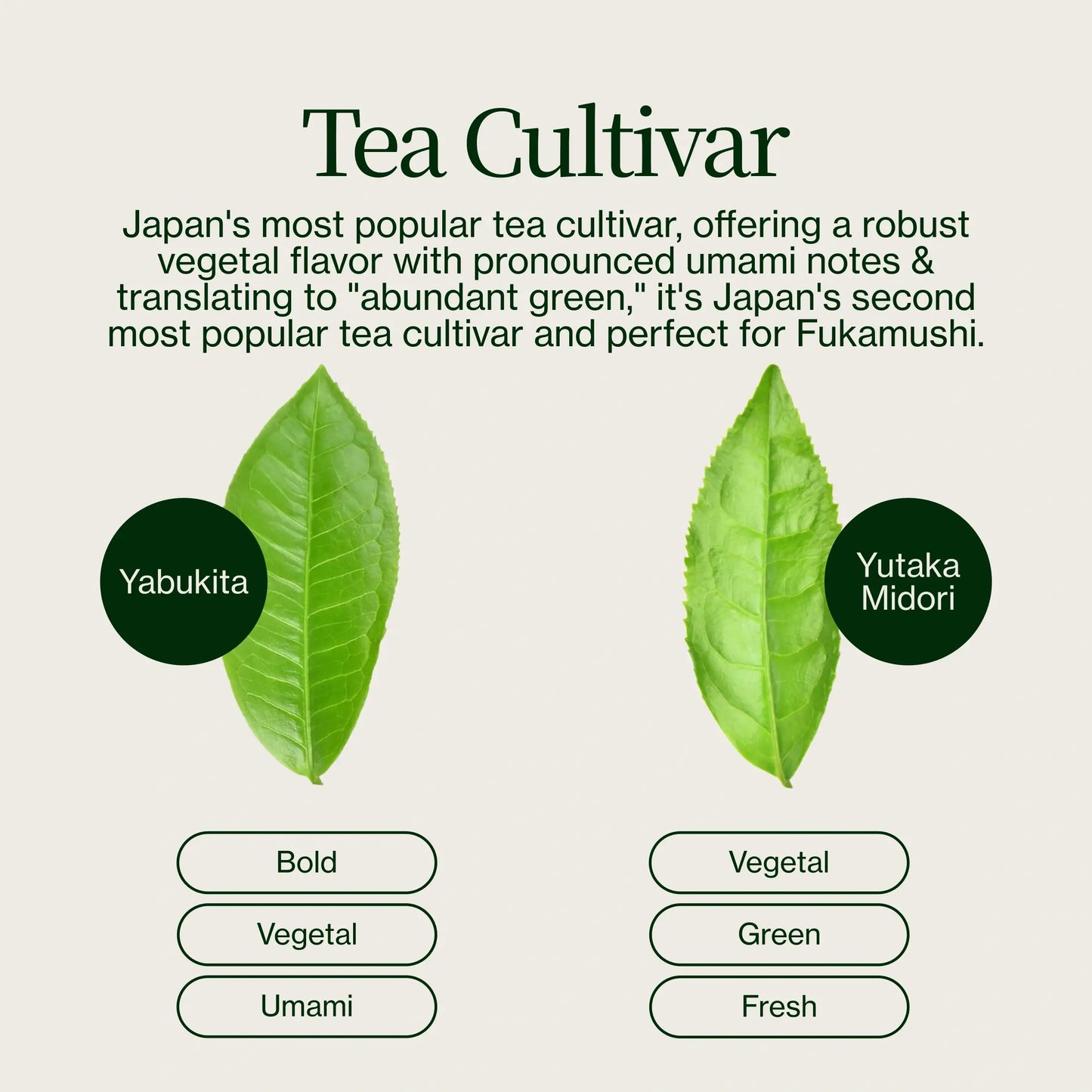 Nuruki Shincha