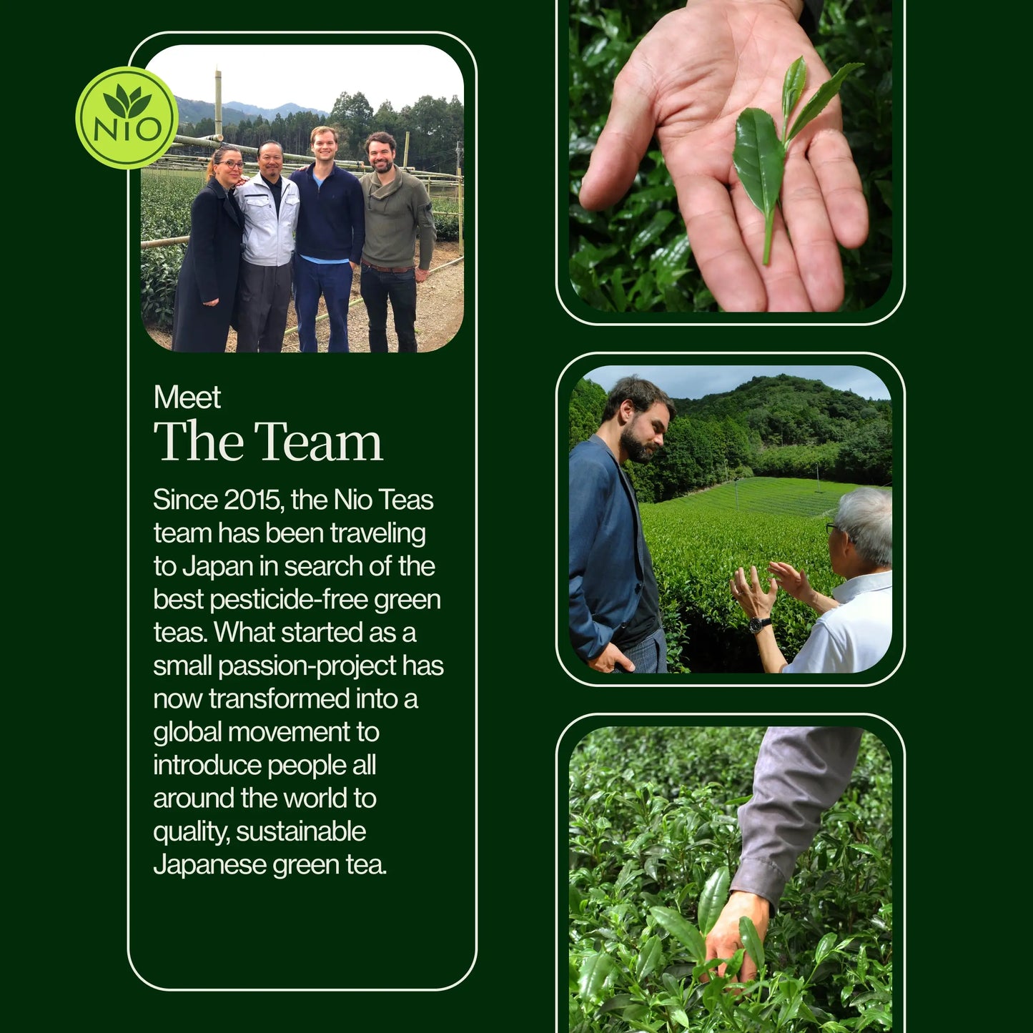 Zeremonieller Washimine-Matcha-Tee