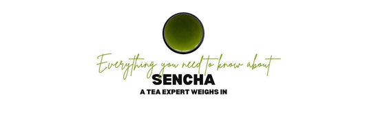 Everything You Need to Know About Sencha
