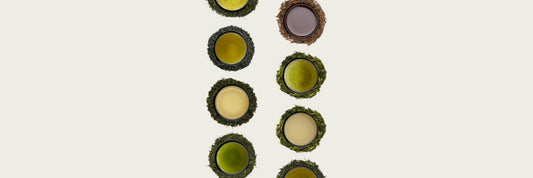 green_tea_varieties_comparison_egcg_content