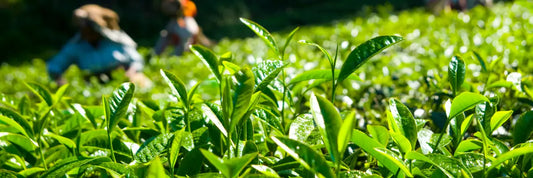 Camellia Sinensis: One Tea Plant To Rule Them All