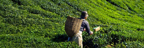 What Is Ichibancha? Japan's First Harvest Tea