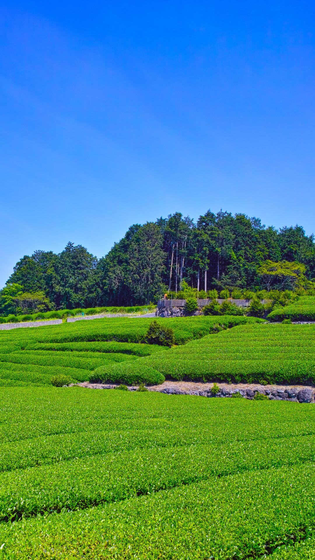 Kawaji tea farm in japan