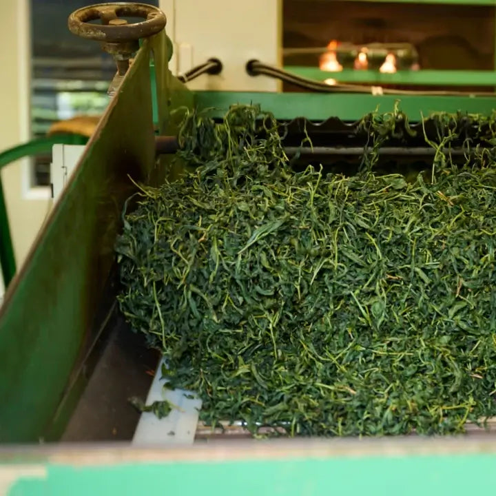 green tea steaming process