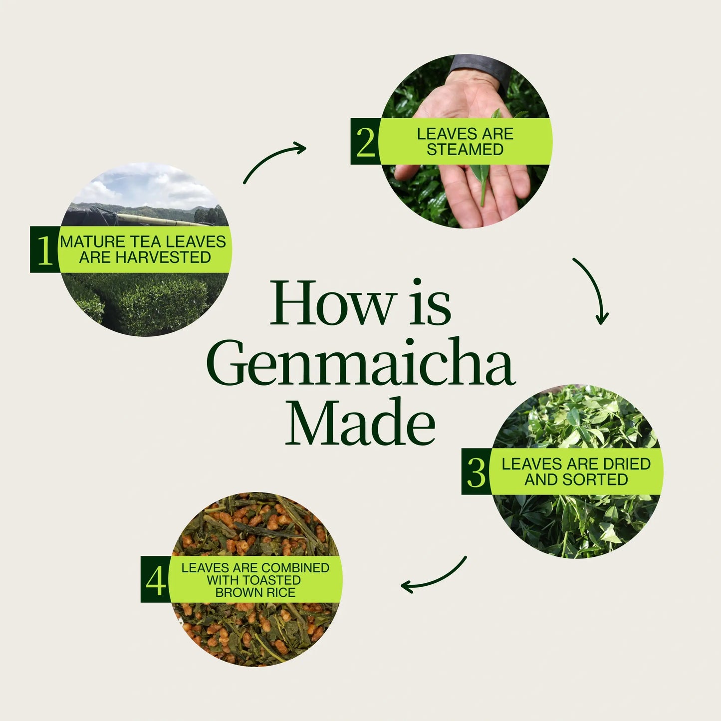 Genmaicha-Grüntee mit geröstetem Reis