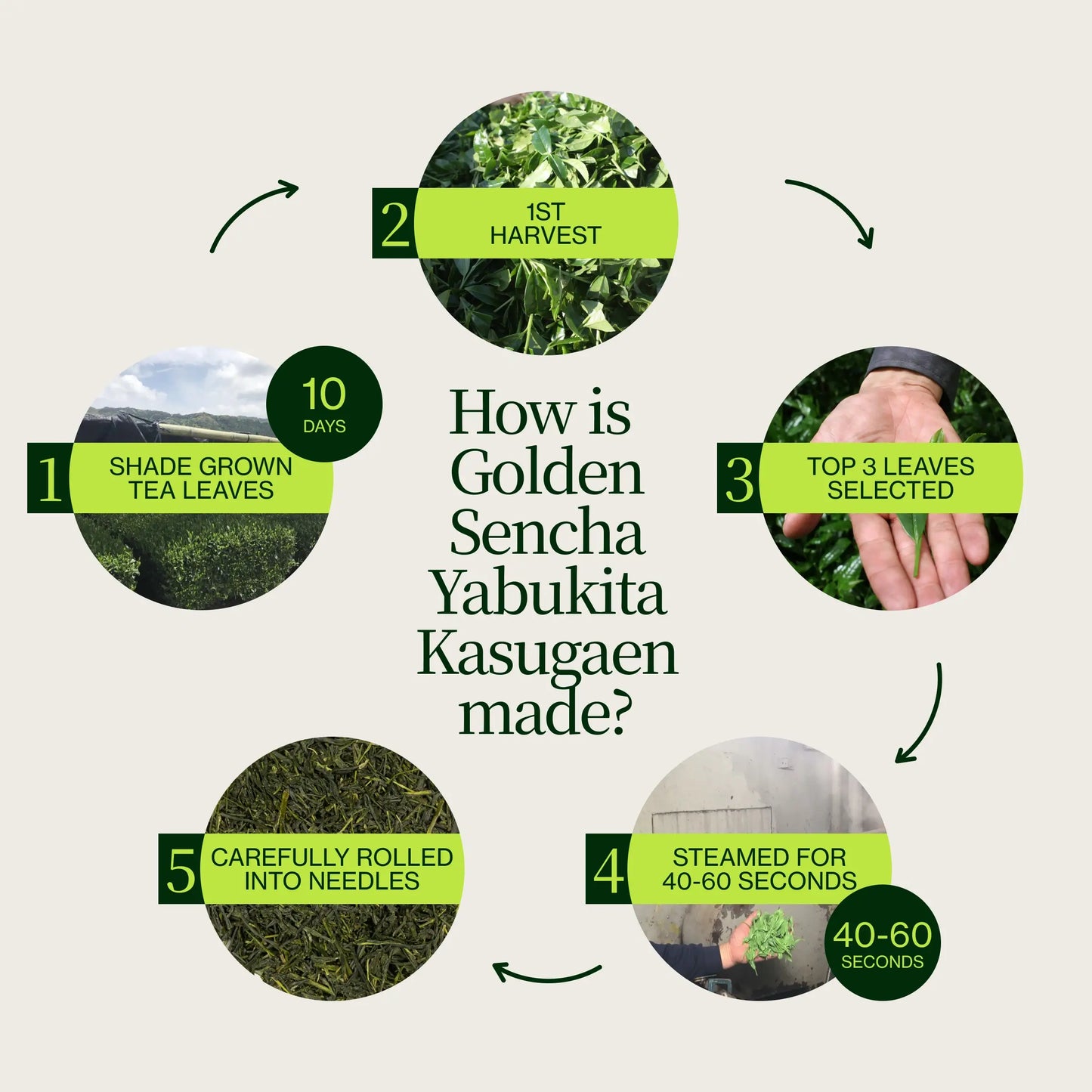 Goldener Sencha Yabukita Kasugaen