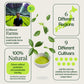 Matcha-Probierset 18er-Pack