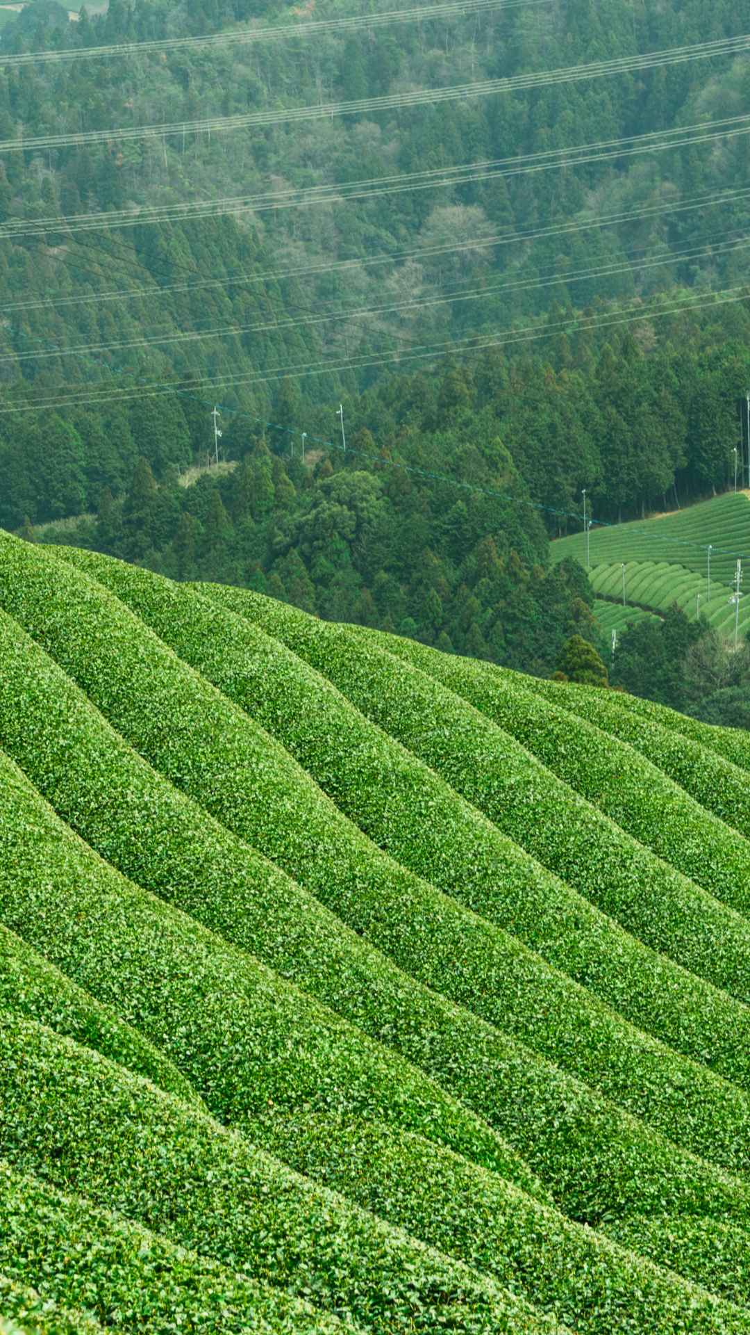 osada tea farm in japan