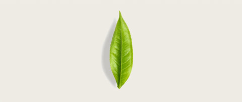 A single fresh green leaf with prominent veins, centered on a solid off-white background with a soft drop shadow.