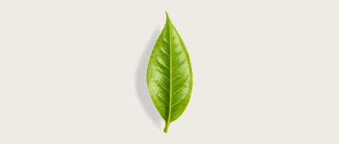 A single fresh green leaf with prominent veins, centered on a light beige background with a soft drop shadow.