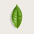 A single fresh green leaf with prominent veins, centered on a light beige background with a soft drop shadow.