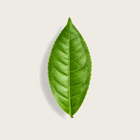 A single fresh green leaf with prominent veins, centered on a light beige background with a soft drop shadow.